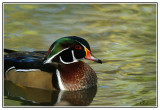 Canard branchu