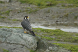 Faucon plerin - Peregrine Falcon