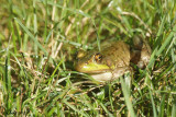 Grenouille verte - Green frog