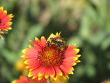 099 Indian blanket firewheel Gaillardia pulchella .JPG