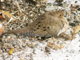 117 Mounring dove.JPG