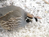 155 California quail male.JPG
