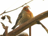 162 House finch.JPG