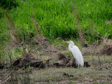 031_1 Egret.jpg