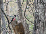 001_1 Lewiss woodpecker.jpg
