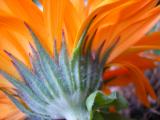 Orange calendula macro