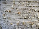 Birch tree bark