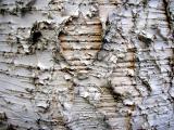 Birch tree bark