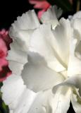 White carnation macro