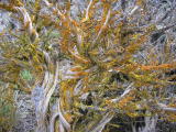 Lichens on sagebrush