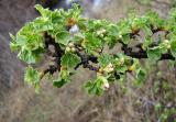 Currant, Ribes sp.