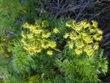 Grays Desert Parsley Lomatium grayi