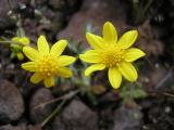 Goldstar, Crocidium multicaule