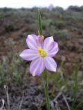 Grass widow, Sisyrinchium inflatum