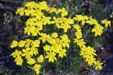 Nearowleaf goldenweed, Haplopappus stenophyllus