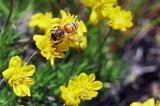 Honeybee on goldenweed, Haplopappus sp.