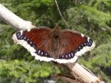 Mourning cloak Keechelus Lake