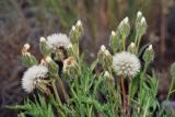 Hawksbeard, Crepis sp.