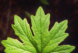 Silver crown leaf