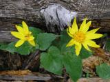 P5190350Heart-leaved arnica Arnica cordifolia.jpg