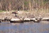 Canada goose