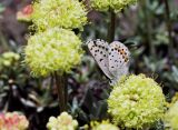 Square-dotted blue on buckwheat, Eriogonum sp.