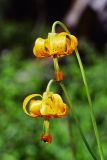 Tiger lily, Lilium columbianum