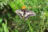 Swallowtail butterfly