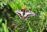 Swallowtail butterfly