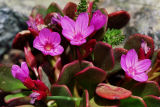Claytonia megarhiza nivalis