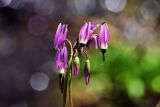 Jeffreys shooting star Dodecatheon jeffreyi