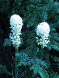 Beagrass,  Xerophyllum tenax