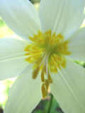 Avalanche lily,  Erythronium montanum