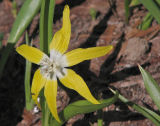 Glacier lily,  Erythronium grandiflorum
