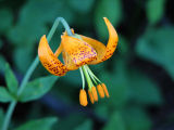 Tiger lily, Lilium columbianum