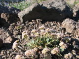 Alpine Buckwheat,  Eriogonum pyrolifolium