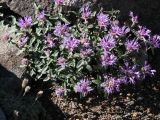 Coyote mint, Monardella odoratissima