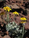 Oregon sunshine, Eriophyllum lanatum