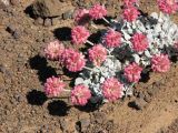 Eriogonum ovalifolium var. nivale