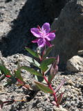 Dwarf fireweed, Epilobium latifolium