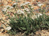 IMG_0446Yarrow Achillea millifolium.JPG