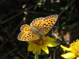 IMG_0453Silver-bordered fritillary Boloria selene.JPG