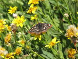 IMG_0462Ediths checkerspot butterfly  on mountain arnica .JPG