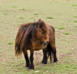 The minature shetland pony