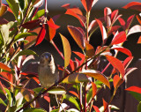 Hiding in the Red Tipped Fotina 