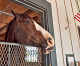 His name is LoKesh and he stands 19 hands tall, the tallest horse at the Kentucky Horse Park