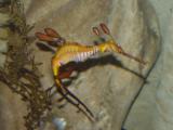 Weedy Sea Dragon