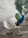 Part White Blue Peacock
