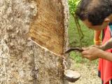 Rubber Tapping