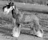 Miniature Schnauzer